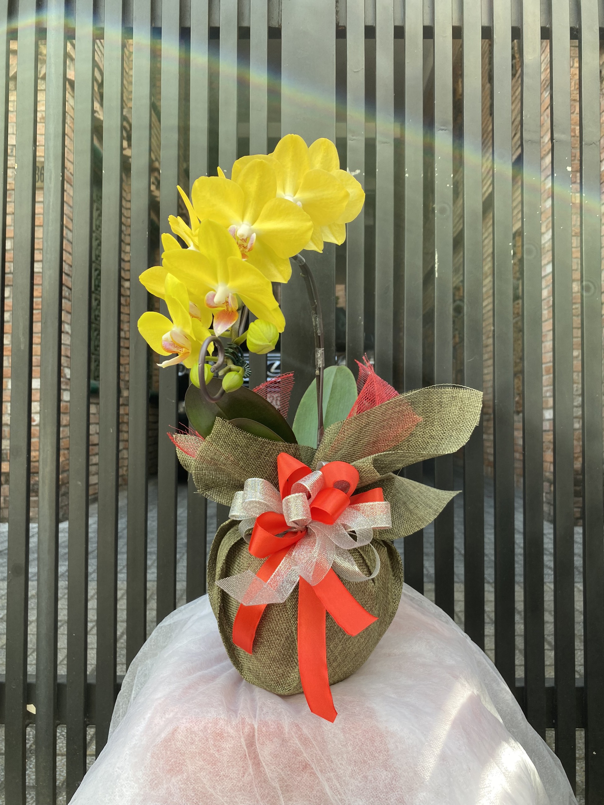 Hoa Lan Chúc Mừng 00044